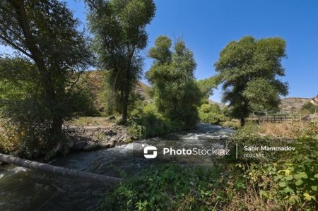 Nazir müavini: “Azad edilmiş ərazilərdə 160 hektar sahədə ağac tingləri əkilib”