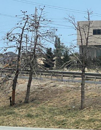 Abdin Fərzəliyevin tapşırıqları icra olunur…..- Bu ağaclar kəsilməlidir!!!! -FOTOFAKT