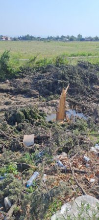 Şəmkir Regional Ekologiya rəis əvəzi Elşən Şirinov yaşıllıqları məhv edir - Yəqin ki onu rəis təyin etməzlər...