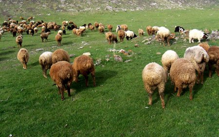 Heyvandarlığın ANASI BELƏ AĞLAYIR... - NAZİRİN NƏZƏRİNƏ...