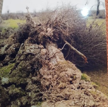 Nazirlik `Asfalt Raqib`lə bacarmır, yoxsa şərikdir? - ÜRƏKAĞRIDAN MƏNZƏRƏ...