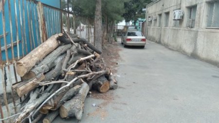 Sumqayıt "qohum-əqrəba" şirkətlərin yaşıllıq meydanına çevrilib-MÜƏMMALI TENDERLƏR