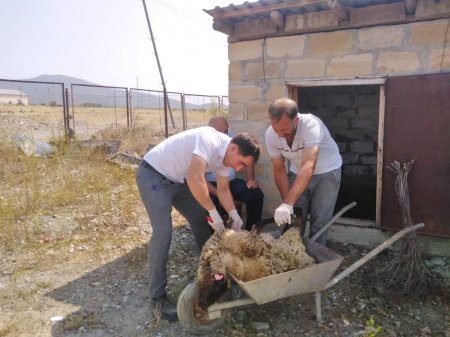 Dövlətin puluna YAĞI MÜNASİBƏTİ... - BUNUN BAŞQA ADI YOXDUR...