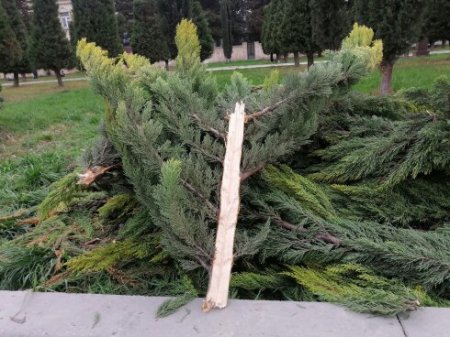 BU NƏDİ BELƏ: COP29-a görə əkilən ağaclar... indi də KÖKÜNDƏN ÇIXARILIR... - DƏLİXANADIR, VALLAH...